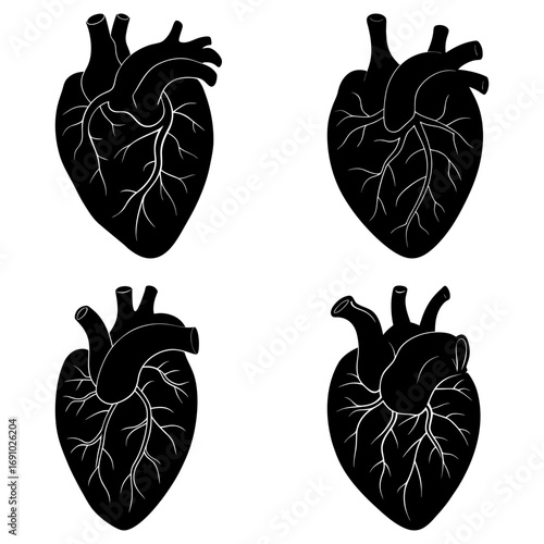 Four anatomical heart illustrations in black and white showing veins and arteries in detailed graphics style