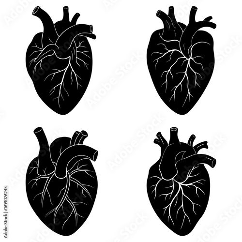Four anatomical heart drawings in black and white showing arteries and veins in detailed illustration style
