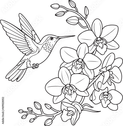 Line Art Hummingbird Hovering Near Orchid Flowers and Buds on White Background branch
