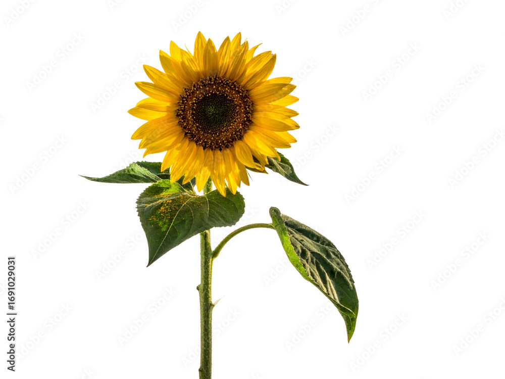 Fototapeta premium sunflower isolated on white background