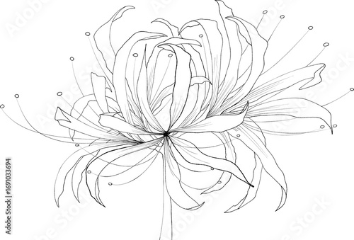spider lily illustration 