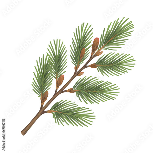 Delicate Pine Branch with Emerging Red Buds and Green Needles.