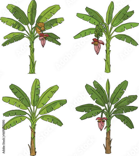 Banana plant growth stages, tropical fruit tree illustration, botanical agriculture vector, green leaves, flower, bunch of bananas, farming, harvest, cad drawing flat vector illustration