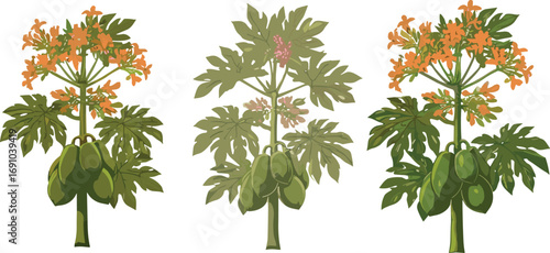 Papaya tree botanical illustration, tropical fruit plant with green papayas, orange and pink flowers, detailed foliage, agricultural farming concept, exotic garden vector art