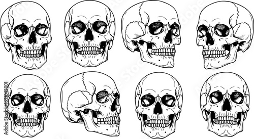 Set of Anatomically Correct Human Skulls Isolated, Hand-Drawn Line Art Vector Illustrations for Vintage Design and Tattoo Art