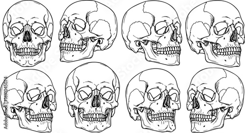 Set of Anatomically Correct Human Skulls Isolated, Hand-Drawn Line Art Vector Illustrations for Vintage Design and Tattoo Art