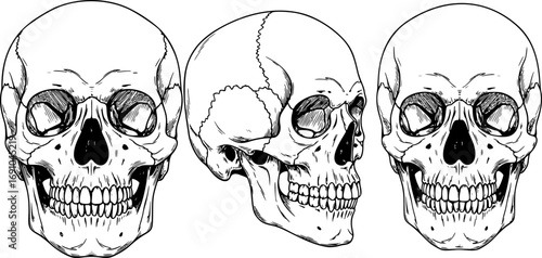 Set of Anatomically Correct Human Skulls Isolated, Hand-Drawn Line Art Vector Illustrations for Vintage Design and Tattoo Art