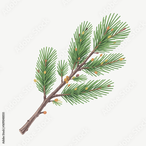 Watercolor Illustration of a Detailed Pine Branch with Needles and Berries.