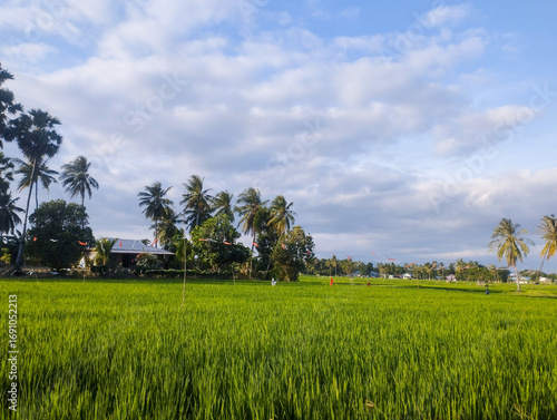 Scenic tropical rice field with lush green plants, palm trees, and a house under a bright blue sky with clouds. Peaceful rural countryside landscape in Asia