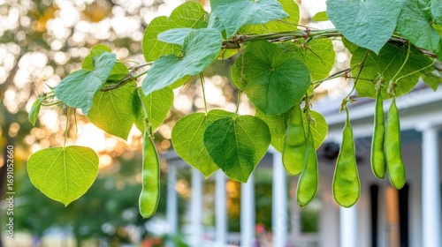 Green beans hang from vines, bathed in sunlight