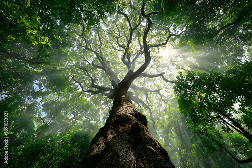 Golden Sun Rays Pierce Majestic Ancient Tree Canopy, Illuminating Lush Green Leaves from a Low Angle