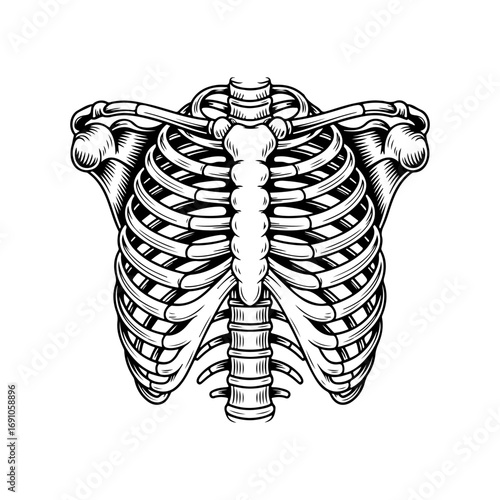 Detailed anatomical illustration of human torso rib cage skeleton structure medical science art study vector