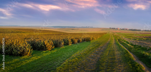 Panorama of currant plantations across rolling fields with light mist, warm l...