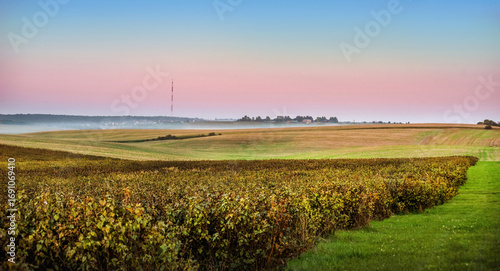 rows of currant plantation, light fog on the horizon under the evening sky