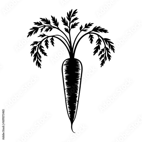Vintage style carrot with leafy green top fresh root vegetable illustration agricultural produce healthy food symbol vector