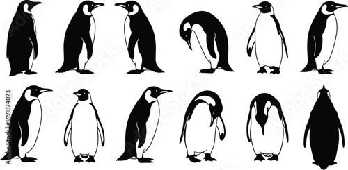 Black and white penguin silhouette vector set showing twelve different poses and angles, minimalistic wildlife illustration for educational, decorative, and design purposes