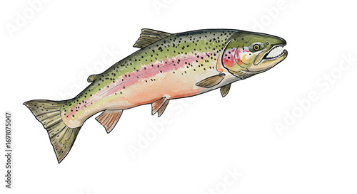 Watercolor Rainbow Trout Fish Illustration - Aquatic Wildlife Art png clear alpha channel cutout isolated on transparent background