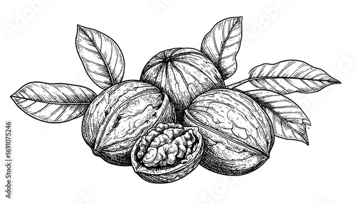 Hand-drawn illustration of walnuts with leaves (1)