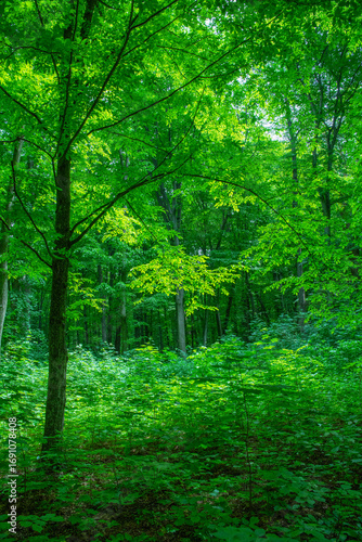 green forest background in a sunny day