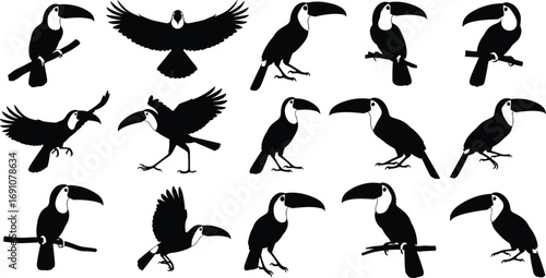 Black toucan bird silhouettes in various poses and flying positions, tropical exotic wildlife vector illustration for nature, jungle, rainforest design themes