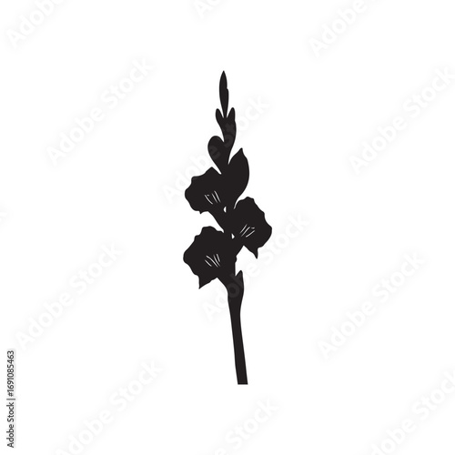 Gladiolus Vector (3).eps