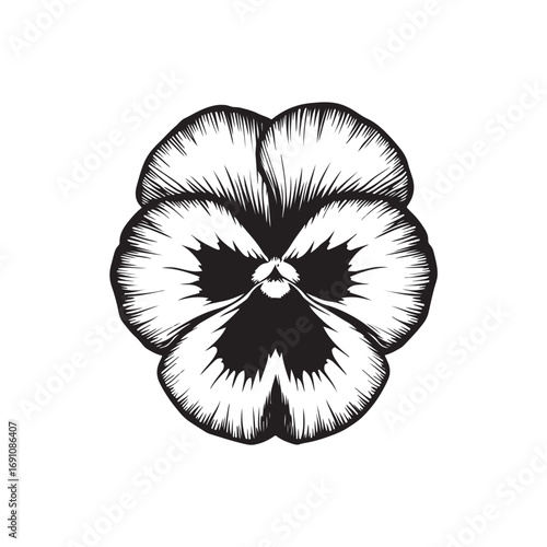 Pansy Vector (1).eps