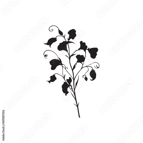 Sweet Pea Vector (1).eps