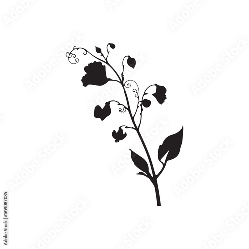Sweet Pea Vector (3).eps