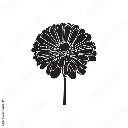 Zinnia Vector (4).eps