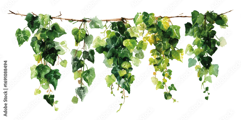 Fototapeta premium Creeper plants isolated on transparent background. High quality cutout ivy with lush green foliage.