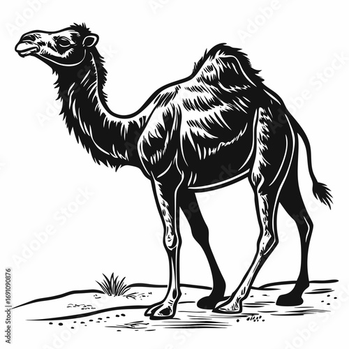 Black and white illustration of a dromedary camel standing on sand