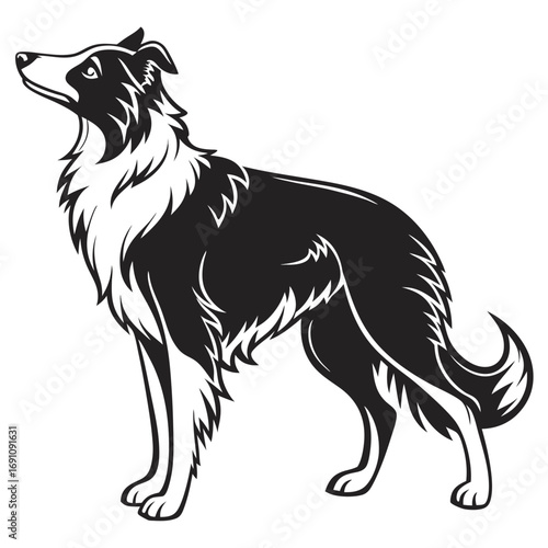 Stylized black and white border collie dog illustration