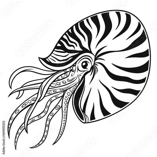 Stylized black and white nautilus shell with tentacles