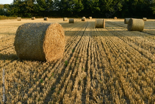 Jersey, U.K. End of Summer harvest of wheat fields for winter feed.