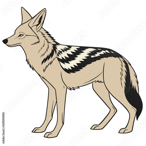 Illustration of a black backed jackal standing on a white background
