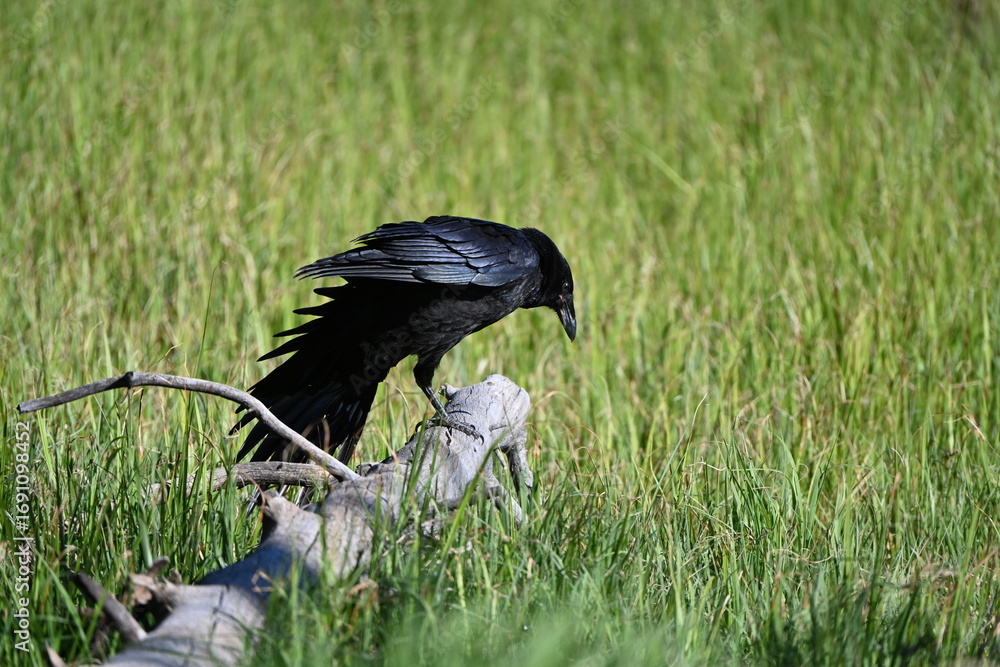 Obraz premium crows