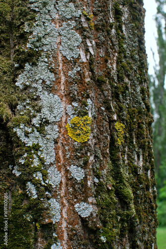 Billede på lærred Golden lichen Xanthoria parietina with Parmelia and green moss on poplar trunk,
