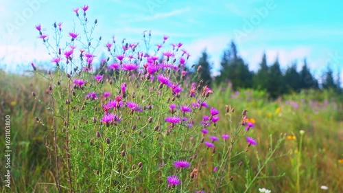 Spotted knapweed wild flowers wildflower bloom blossom at Spruce Knob Appalachian mountain field, West Virginia at summer sunrise