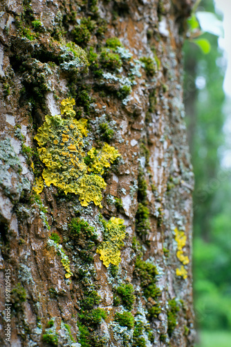 Foto Golden wall lichen Xanthoria parietina with Parmelia and green moss on poplar tr