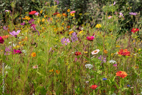 Wide variety of bee-friendly colourful wild flowers including cornflowers, poppies, daisies and marigold, growing at Wisley garden, Surrey, UK. 
