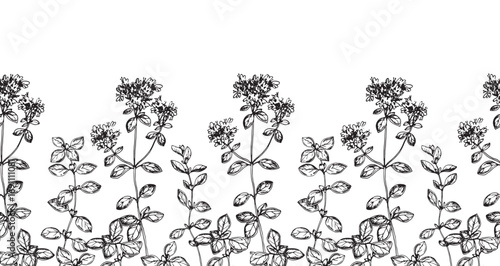 Oregano seamless border with flowers. Vector pattern hand drawn with ink. Graphic template for label design, restaurant menu