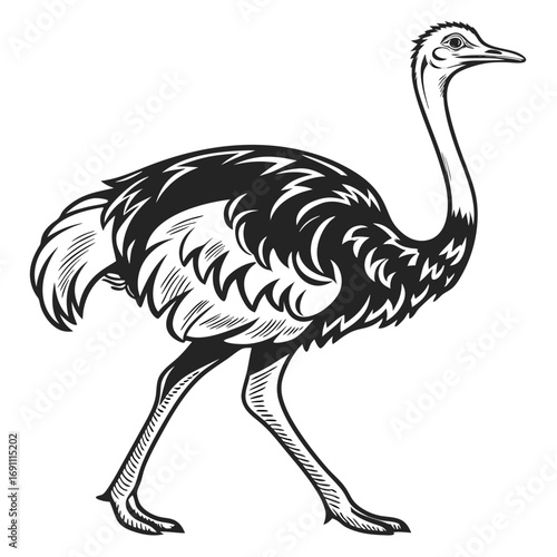 Black and white illustration of an ostrich walking
