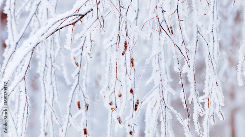 Fotografie Frost-covered branches as winter nature banner, white closeup snow birch tree twigs with catkins, frozen tree against cold, snowy backgrounds