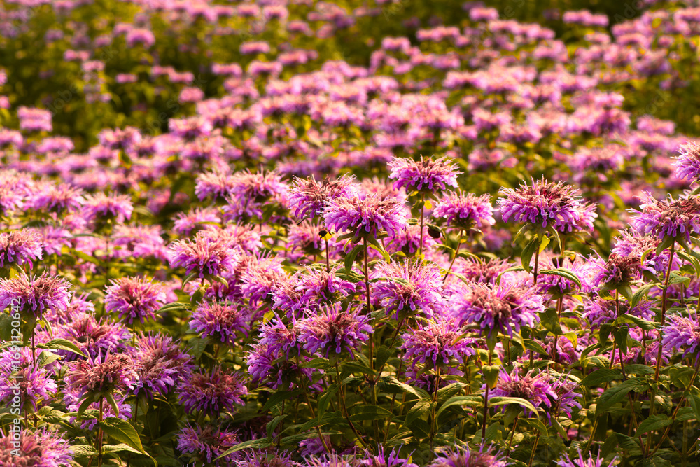 Obraz premium In summer, the beautiful American mint flowers in the garden are blooming
