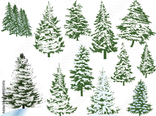 twelve winter firs isolated on white