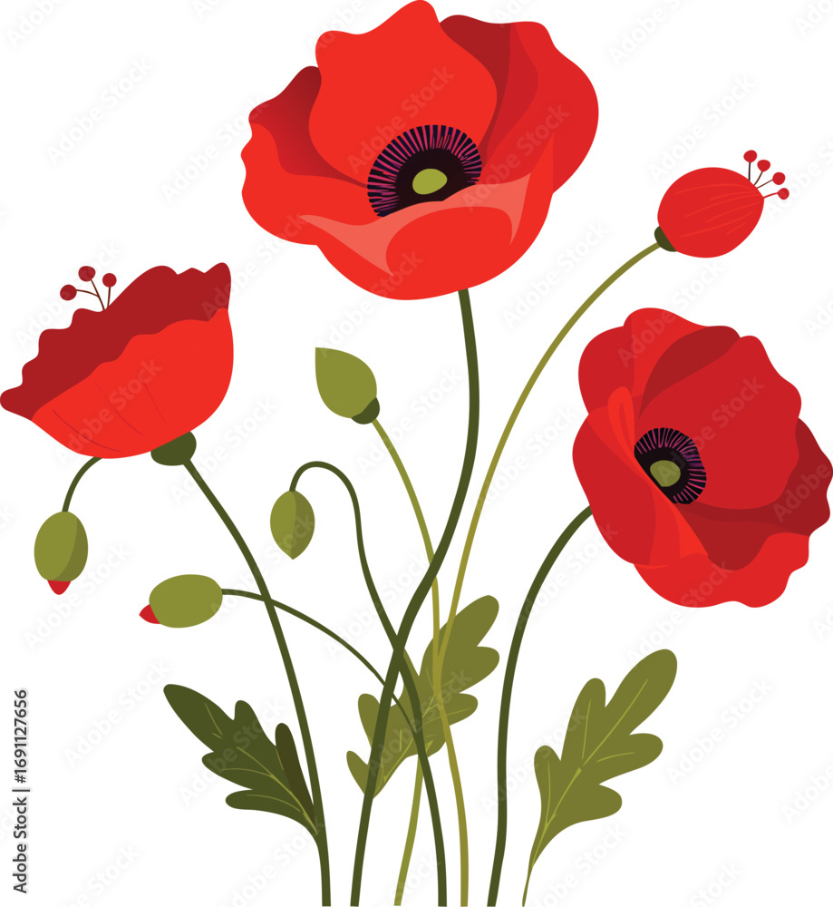 Fototapeta premium Red poppies on transparent background