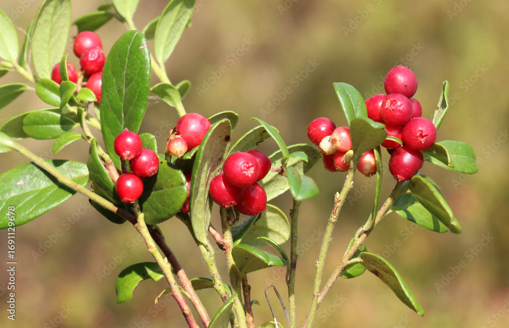 Obraz premium Lingonberries (Vaccinium vitis-idaea) are ripening on the bush