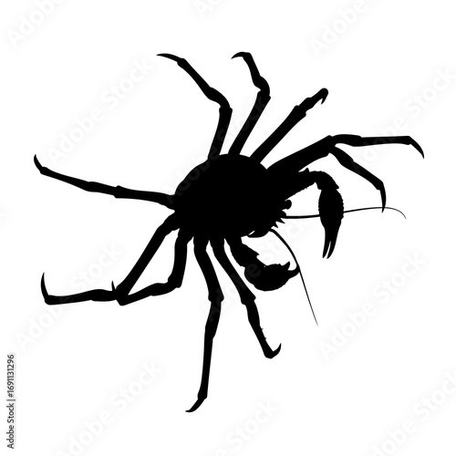 Spider silhouette isolated on white background