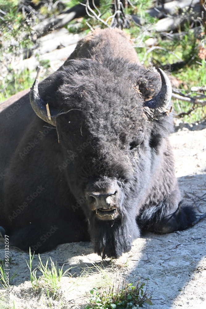 Fototapeta premium Buffalo