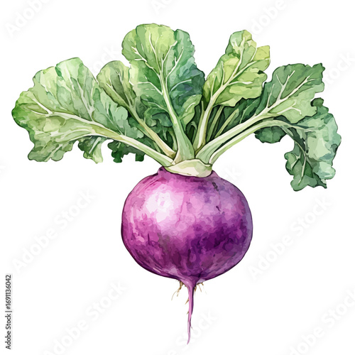 watercolor of Turnip, vector, isolated on a white background.
